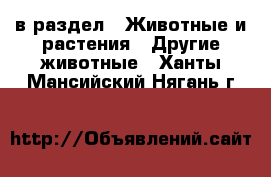  в раздел : Животные и растения » Другие животные . Ханты-Мансийский,Нягань г.